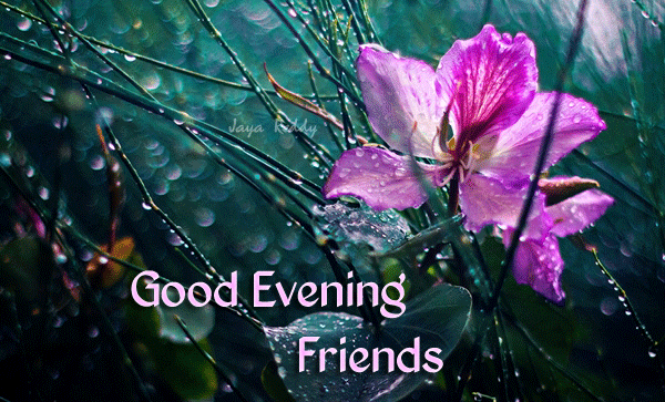 Beautiful Good Evening Flower Images Free Download - Good Morning