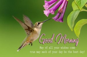 Good Morning 4K Flower Nature and Birds Images
