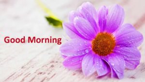 Good Morning 4K HD Flowers Photo Wallpaper Pictures Free