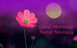 Good Morning 4K Images with Flowers HD Download