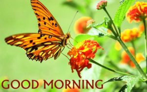 Good Morning 4K Wallpaper with Flower and Butterfly