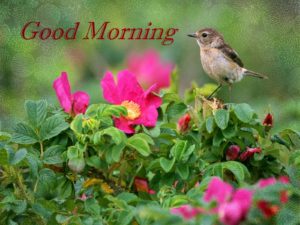 Good Morning Birds Wallpaper Download 1