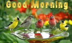 Good Morning Birds Wallpaper Download