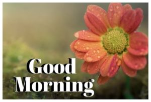 Good Morning Flower Images Free Download For Whatsapp