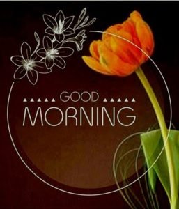 Good Morning Flower Images HD 1080p Download