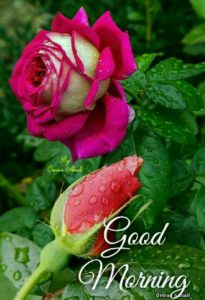 Good Morning Flowers Pictures HD