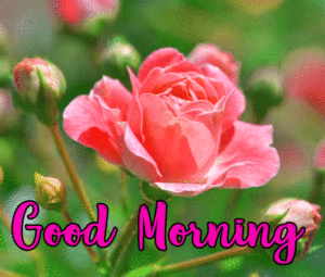 Good Morning Images Free Download For Whatsapp Hd Download 1
