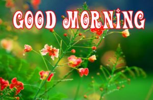 Good Morning Images Free Download For Whatsapp Hd Download 5