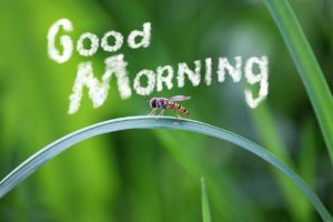 Good Morning Images Free Download For Whatsapp Hd Download 6
