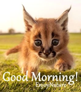 Good Morning Images Free Download For Whatsapp Hd Download 8