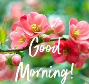 Good Morning Images Special Flowers