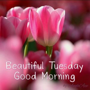 Good Morning Images Tuesday Special HD Quality