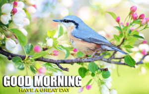 Good Morning Images with Birds and Flowers