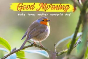 Good Morning Images with Natural Scenery with Birds