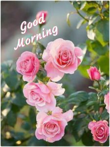Good Morning Images with Pink Rose Flowers