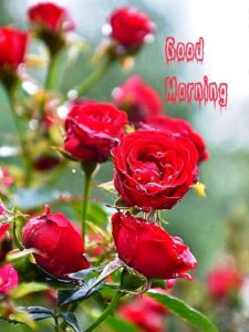 Good Morning Images with Rose Flowers