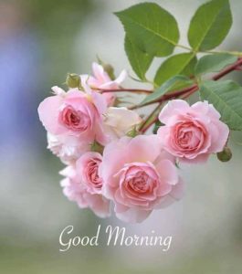 Good Morning Images with Rose Flowers Free Download