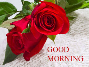 Good Morning Images with Rose Flowers Free Download HD