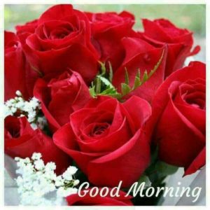Good Morning Images with Rose Flowers HD