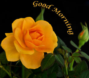 Good Morning Images with Yellow Rose Flowers