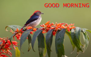 Good Morning Pic 4k with Cute Birds
