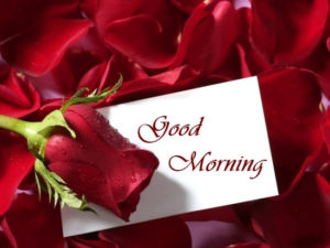 Good Morning Picture with Red Rose