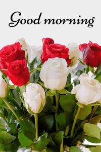 Good Morning Pictures Images with Rose Flowers