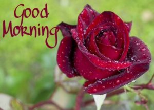Good Morning Red Rose Images Download