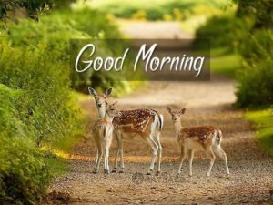 Good Morning Romantic Nature Images