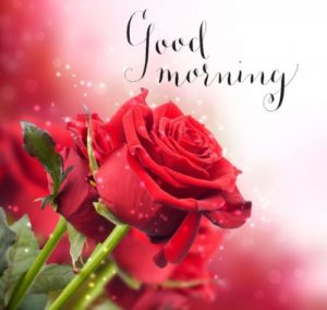 Good Morning Romantic Rose Download