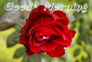 Good Morning Romantic Rose Image Download