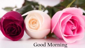 Good Morning Rose 1080p Images Wallpapers