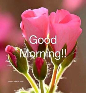 Good Morning Rose Flower Images Free Download for Whatsapp