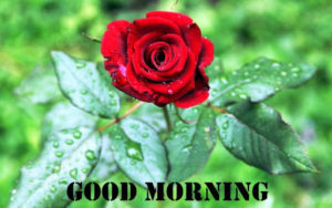 Good Morning Rose Image with Leaf