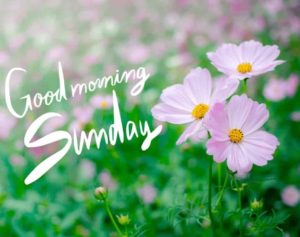 Good Morning Sunday Images Hd 1080p Download