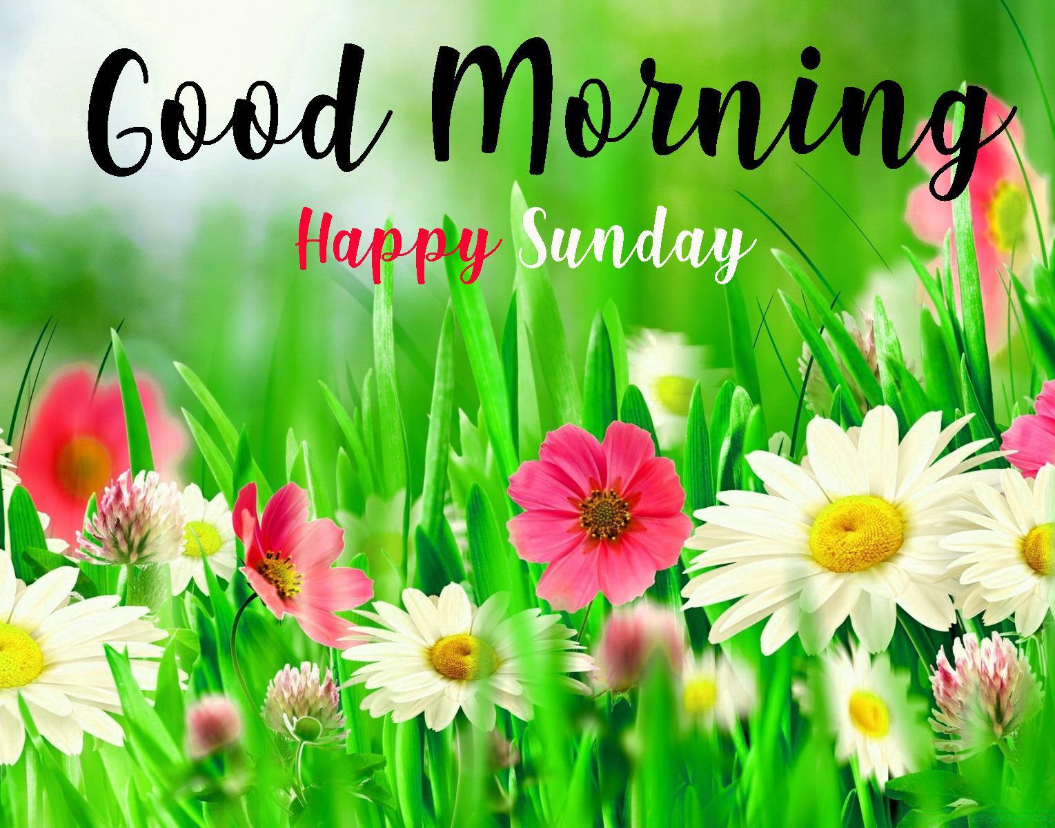 100+ Best Good Morning Sunday Images Pic Photos Wallpaper Wi