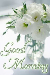 Good Morning White Flowers Images HD