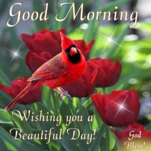 Good Morning Wishes with Red Flowers and Birds