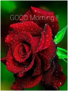 Good Morning with Red Rose Flowers