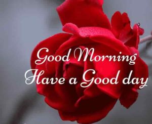 Good Morning with Rose Flower Images
