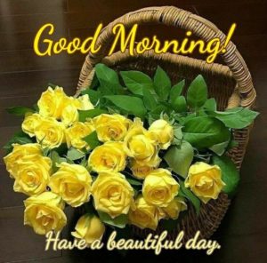 Good Morning with Yellow Rose Flowers Images