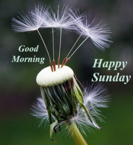 Happy Sunday Good Morning Wishes Images 6
