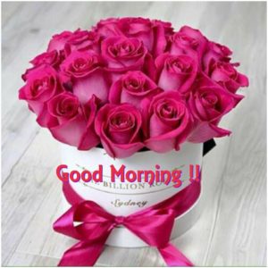 Latest Good Morning Images with Rose Flowers
