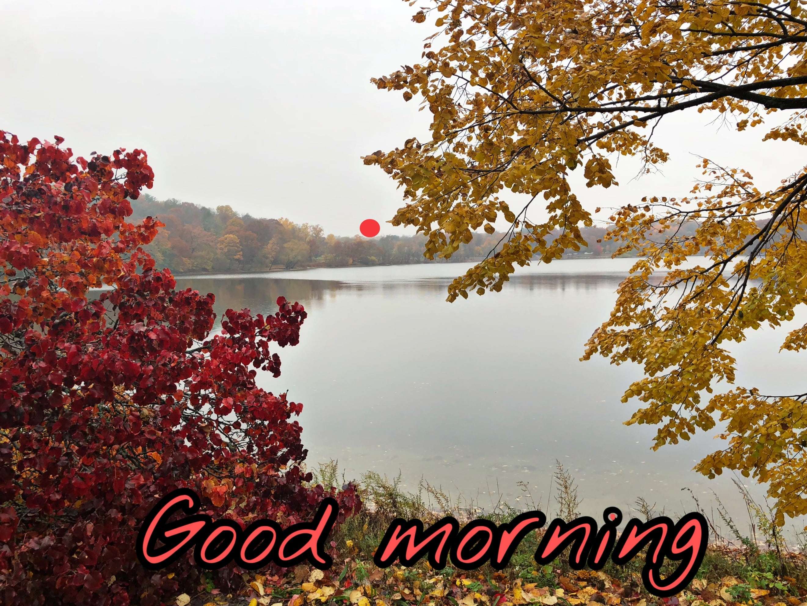 126+ Fresh Good Morning Nature Images Photos Free Download For Whatsapp -  Good Morning