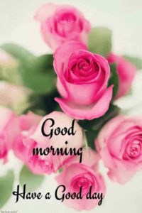 Pink Rose Good Morning Images HD