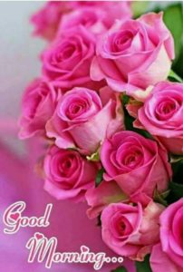 Pink Rose Photo Good Morning HD Download