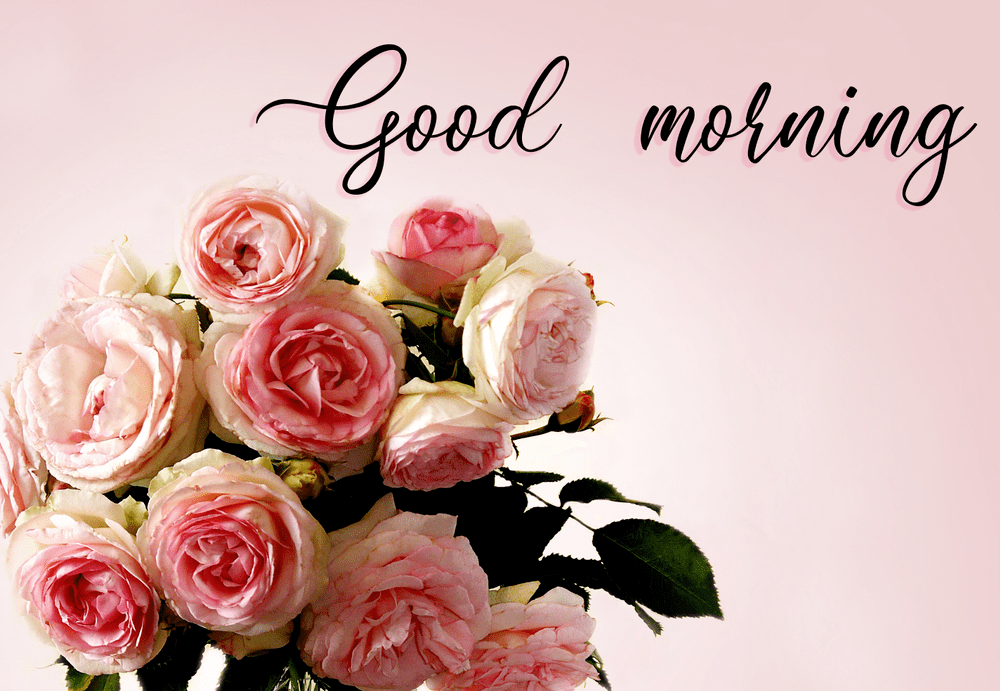 Download Best Good Morning Roses Pictures Images - Good Morning