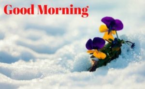 Winter Good Morning Images with Beautiful Flowers