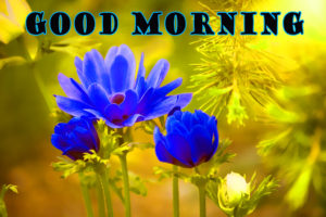 Wonderful Good Morning Hd 1080p Desktop Images