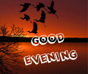 Good Evening Amazing Photos with Birds